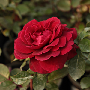 Червен - Чайно хибридни рози 